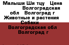 Малыши Ши тцу › Цена ­ 8 000 - Волгоградская обл., Волгоград г. Животные и растения » Собаки   . Волгоградская обл.,Волгоград г.